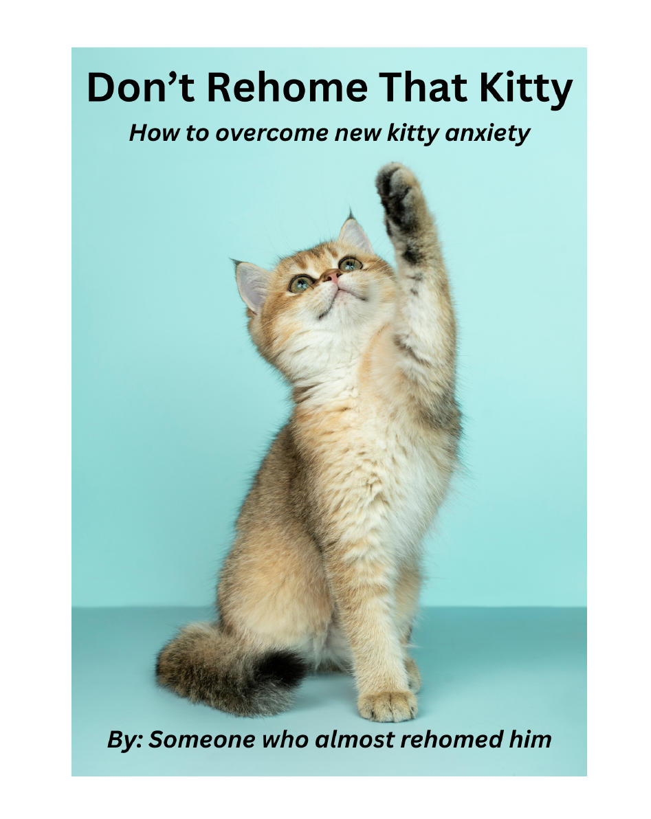 How to Overcome New Kitty Anxiety